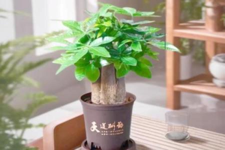 助运，家居风水如何摆放旺事业