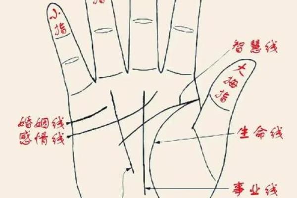 《手相学习百科》：指尖与指节