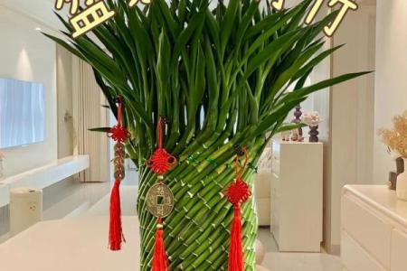 居家：富贵竹摆放在什么方位好