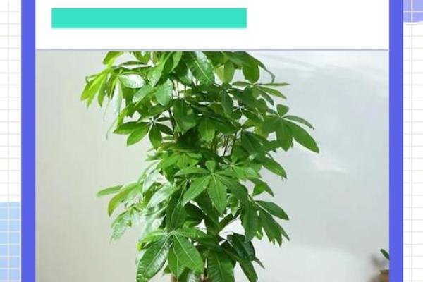 买了“发财树”，别把方位摆错