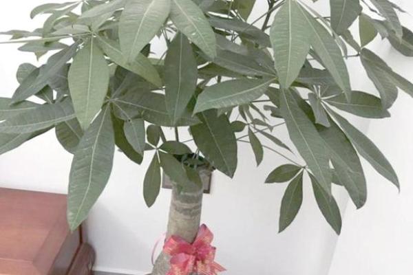 买了“发财树”，别把方位摆错