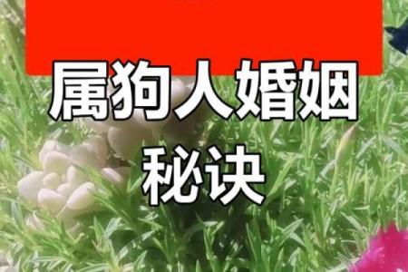 属狗姻缘属相婚配表 属狗的婚姻属相配对？
