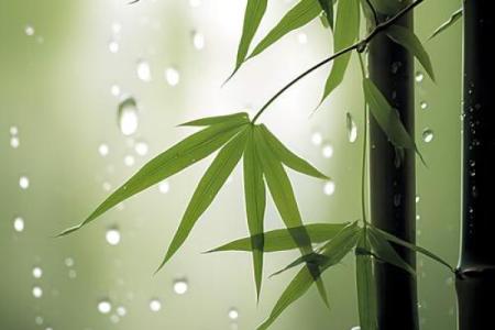 绿色 风水