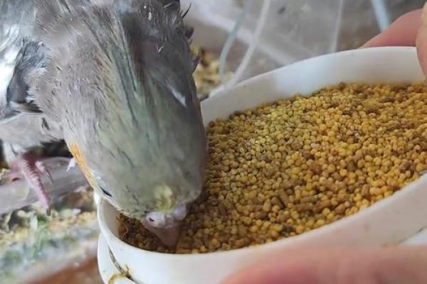 四哥指什么生肖动物和动物 四哥百科