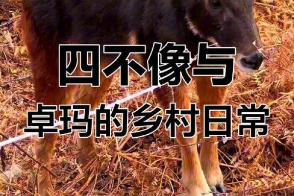 四哥指什么生肖动物和动物 四哥百科