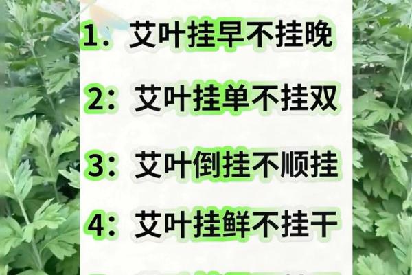 风水解答为什么不应该将艾草作为礼物送给别人