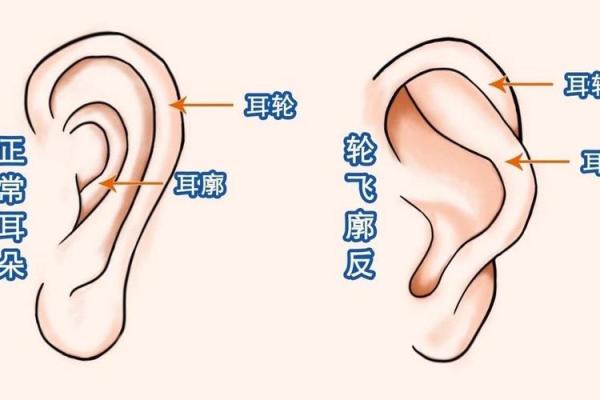 耳朵算命耳朵看运势大全,耳朵命运图解