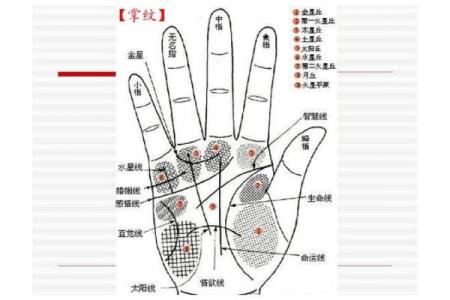 《手相学习百科》：命运线