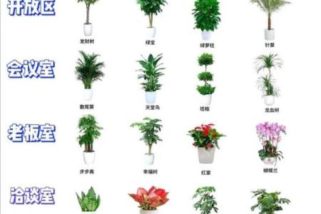 如何根据办公室的风水原则来摆放花卉