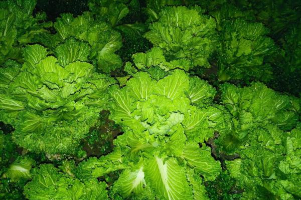 元宵节有趣风俗 偷菜,偷青菜是什么节日