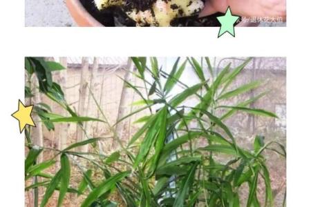 家种姜风水好吗