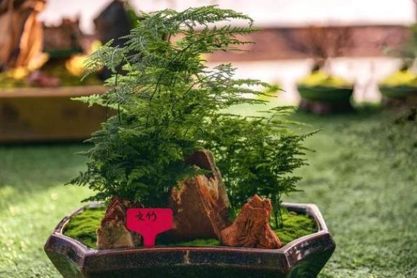 必须知道的风水植物优点有哪些？