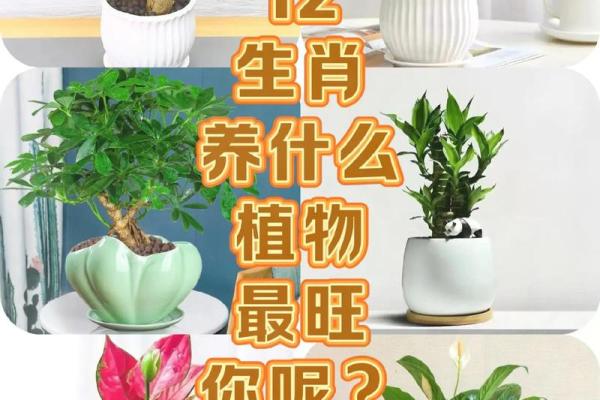 必须知道的风水植物优点有哪些？