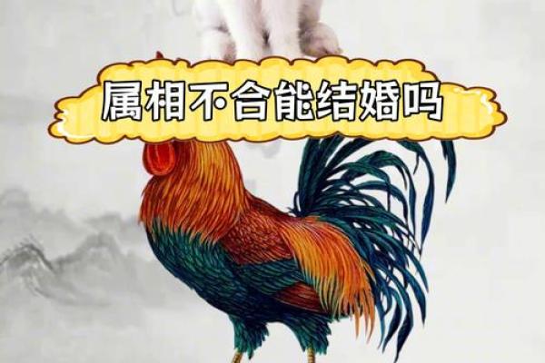 属兔男和什么属相最配对