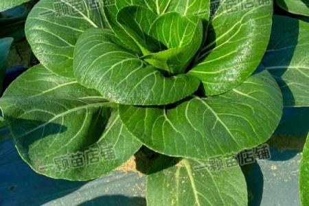 心理测试：四种青菜，哪种你更喜欢？测你这辈子是什么命格？