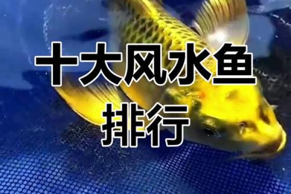 我是做生意的.怎样养风水鱼？