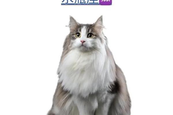 十二星座最适合的迷你宠物