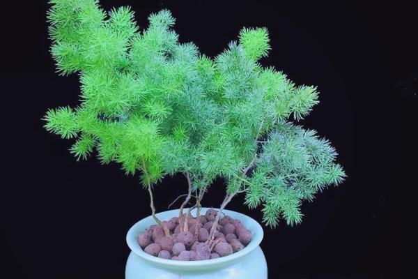 办公室风水：十二生肖最配的绿色植物有哪些？