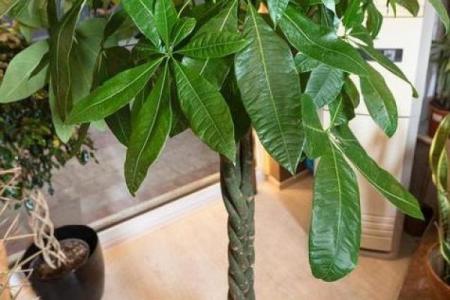 房子西边适合种什么植物风水好