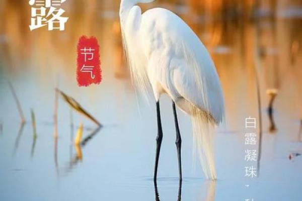 白露这一天有什么民俗-