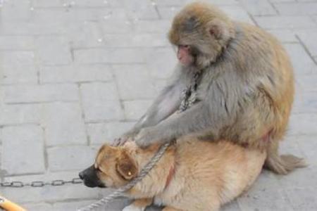 生肖配对表 猴和狗适合在一起吗
