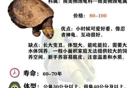 办公室养龟有什么风水说法讲究