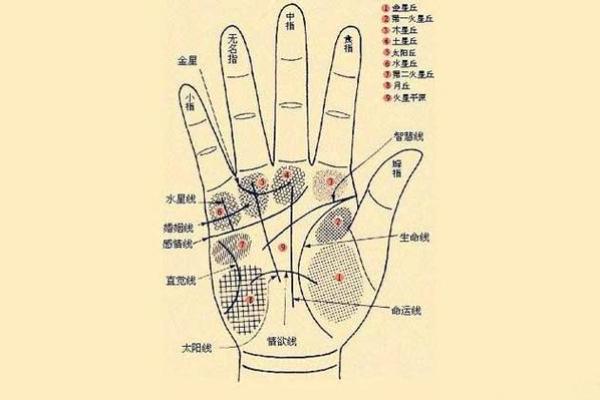 算命看手相算命图解 女性子女线