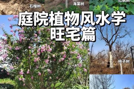 风水房子上长树
