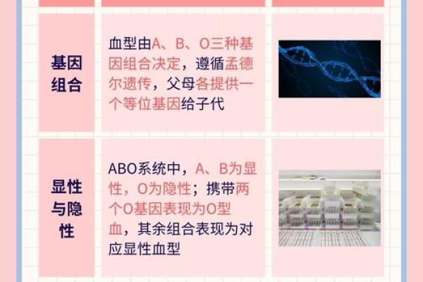 血行都有什么血型 血行的血型有哪些