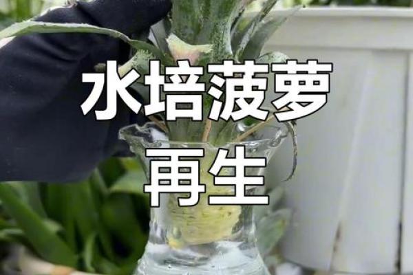 家居风水如何在家里种植菠萝为家庭带来好运