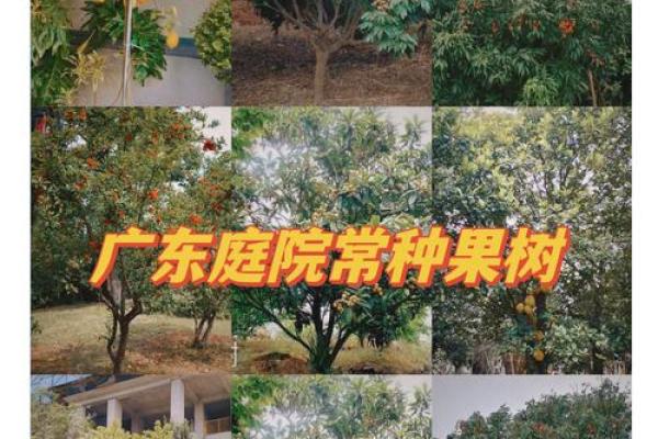 在家里种植哪些果树能符合风水规律