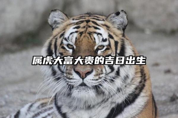 属虎出生最好六个吉日 属虎出生最好六个吉日农历三月出生虎