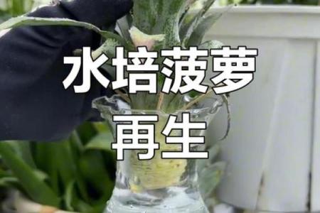 家居风水如何在家里种植菠萝为家庭带来好运