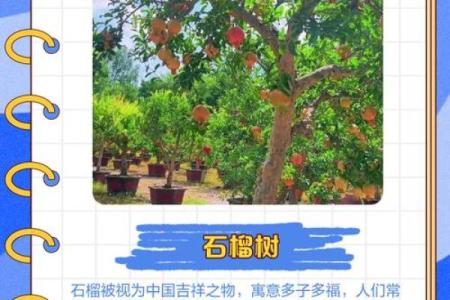 在家里种植哪些果树能符合风水规律