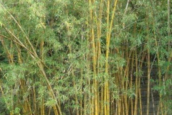 湘妃竹风水