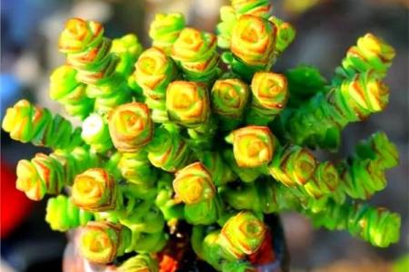 聚财风水_招财手花有什么好处