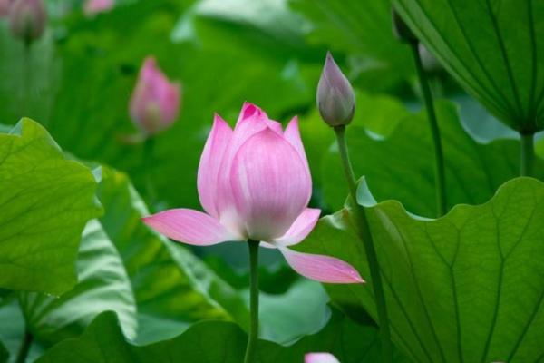 生肖马3个忌讳-1、身上不要戴观音 2、不要选择绿色的物品