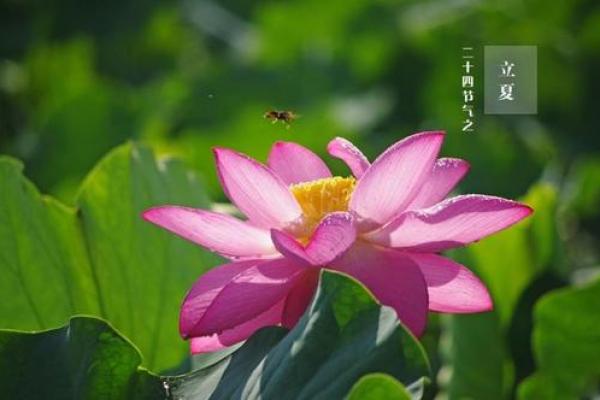 小说：高人给姚家两个新生儿算命，命格完全相反，老夫人一脸了然