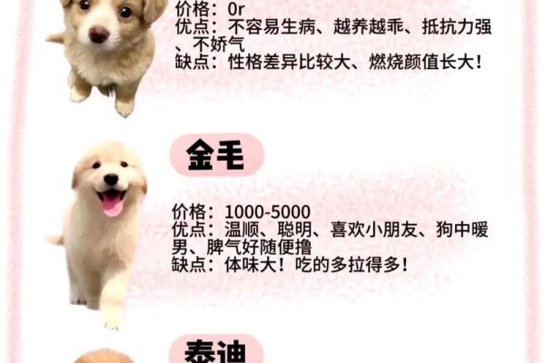 贵宾犬的八字特点及解析