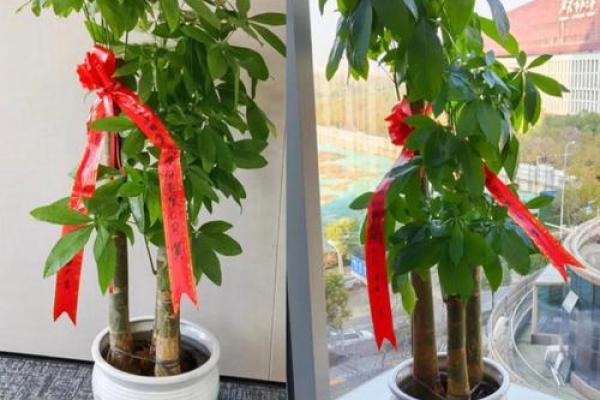 办公场所摆放植物的风水讲究 办公场所摆放植物的风水讲究