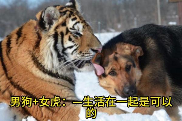 生肖配对：属狗的和什么属相最配