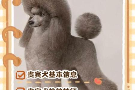 贵宾犬的八字特点及解析