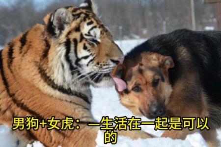 生肖配对：属狗的和什么属相最配