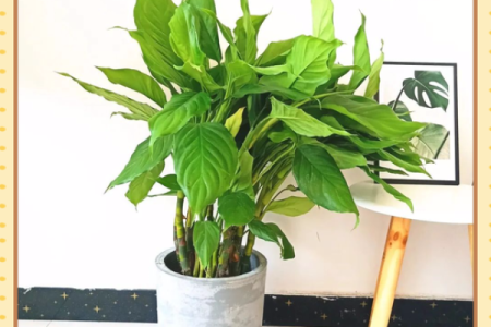 儿童卧室摆放植物风水宜忌