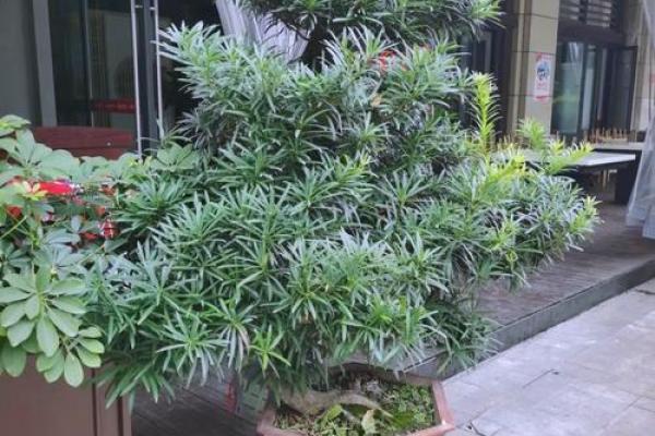 风水学用什么植物打扫房子