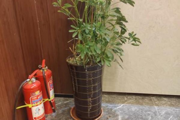 风水学用什么植物打扫房子