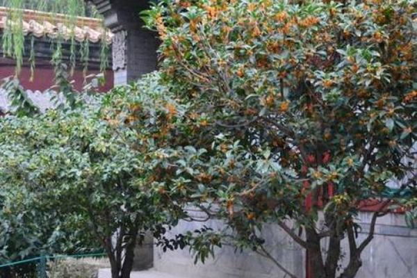庭院风水树有哪些 庭院种什么树风水好