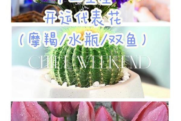 十二星座什么花适合自己