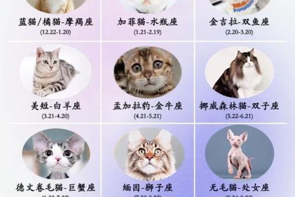 最狠的橘猫星座是哪个