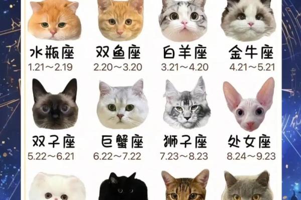 最狠的橘猫星座是哪个